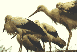 mangeur de cigogne