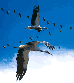 mangeur de cigogne